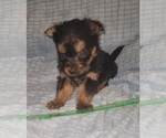Small Photo #281 Yorkshire Terrier Puppy For Sale in AKRON, OH, USA