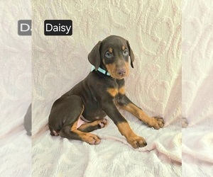 Doberman Pinscher Puppy for sale in POMEROY, OH, USA