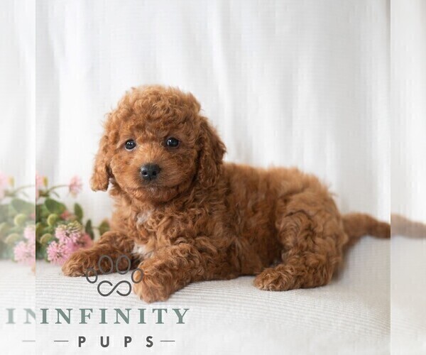 Medium Photo #2 Poodle (Miniature) Puppy For Sale in DORNSIFE, PA, USA