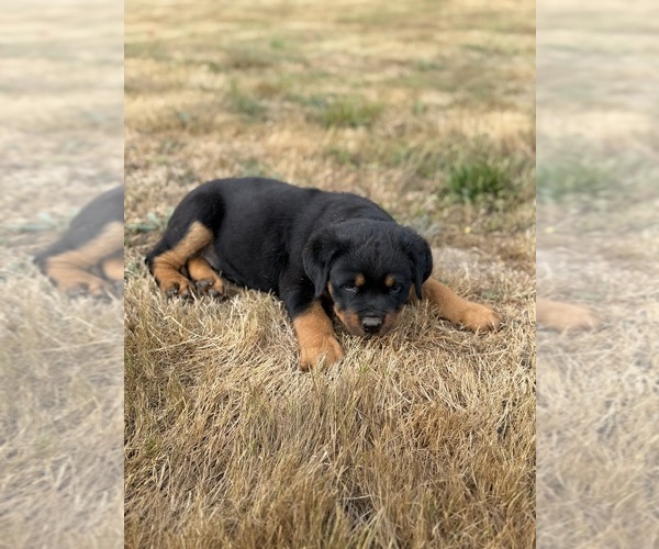 Medium Photo #2 Rottweiler Puppy For Sale in GRESHAM, OR, USA