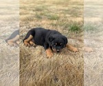 Small #1 Rottweiler