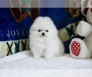 Pomeranian Puppy for sale in LONG ISLAND CITY, NY, USA