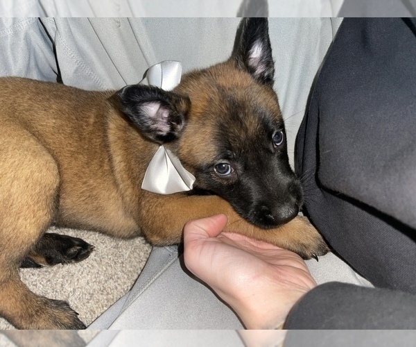 Medium Photo #194 Belgian Malinois Puppy For Sale in REESEVILLE, WI, USA