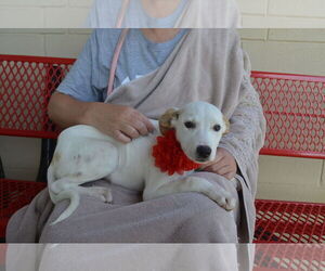 Great Pyrenees-Unknown Mix Dogs for adoption in McKinney, TX, USA