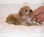 Small #12 Poodle (Toy)