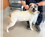 Small #4 Boxer Mix