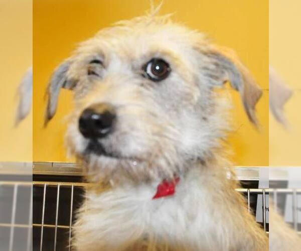 Medium Photo #10 Mutt Puppy For Sale in Houston, TX, USA