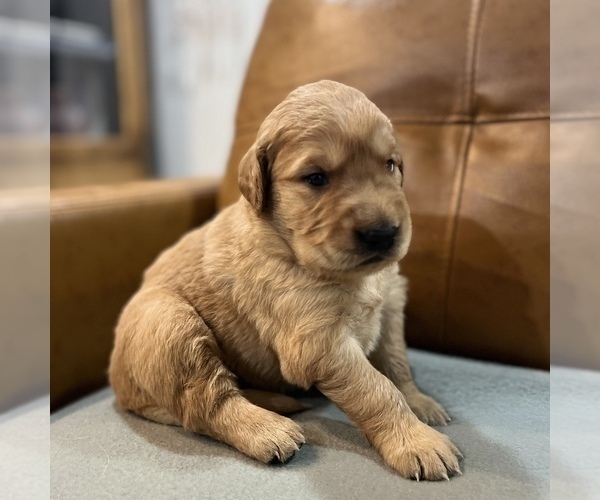Medium Photo #1 Golden Labrador Puppy For Sale in VANCOUVER, WA, USA