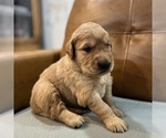 Small Photo #1 Golden Labrador Puppy For Sale in VANCOUVER, WA, USA