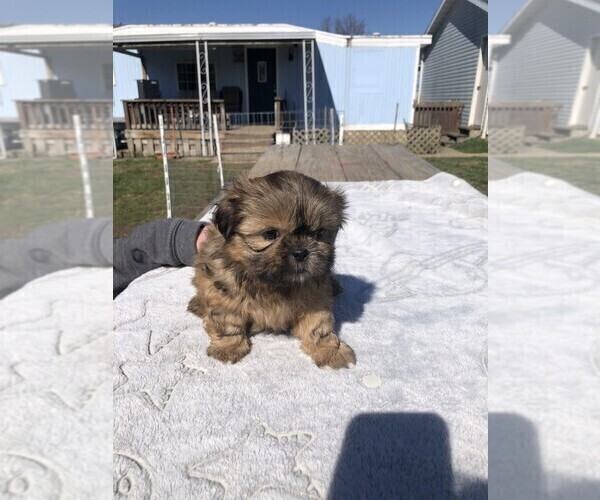 Medium Photo #2 Shih Tzu Puppy For Sale in S ZANESVILLE, OH, USA
