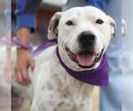Small American Staffordshire Terrier Mix