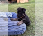 Small Photo #14 German Shepherd Dog Puppy For Sale in SENECA, SC, USA