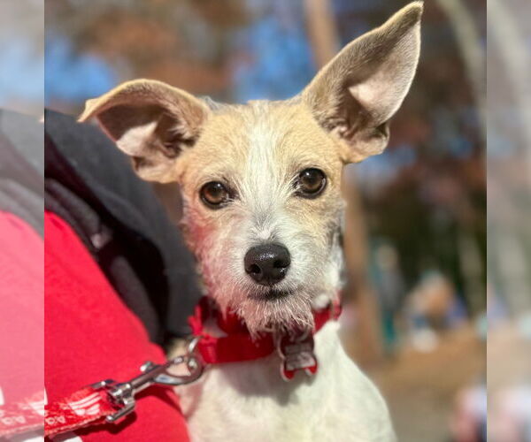 Medium Photo #1 Mutt Puppy For Sale in Canton, CT, USA