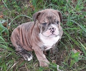 Medium Bulldog