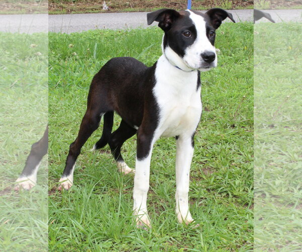 Medium Photo #4 Mutt Puppy For Sale in Prattville, AL, USA