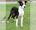Small #3 Mutt
