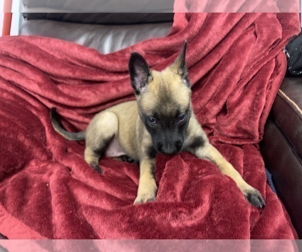 Medium Photo #83 Belgian Malinois Puppy For Sale in REESEVILLE, WI, USA