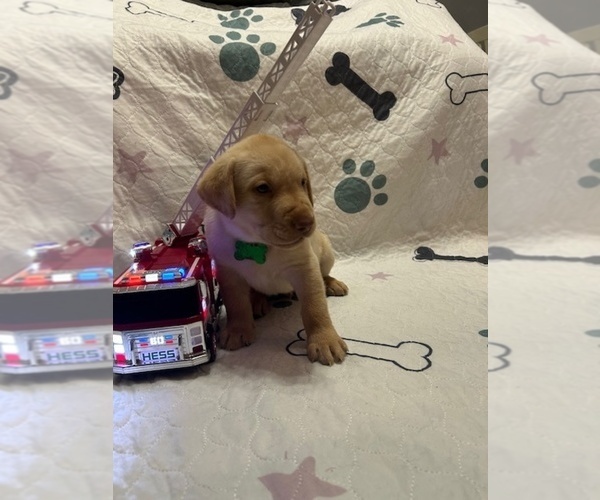 Medium Photo #2 Labrador Retriever Puppy For Sale in WEBSTER, FL, USA