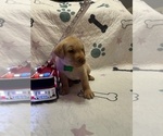 Small #1 Labrador Retriever