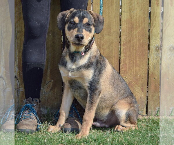 Medium Photo #2 German Shepherd Dog Puppy For Sale in Huntley, IL, USA