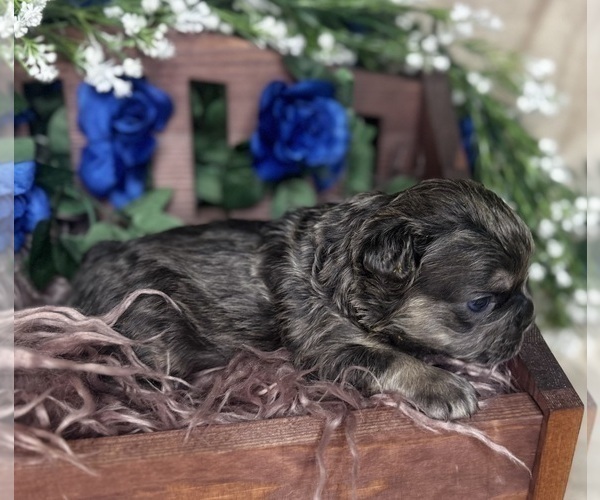 Medium Photo #5 French Bulldog Puppy For Sale in SPRINGFIELD, MO, USA