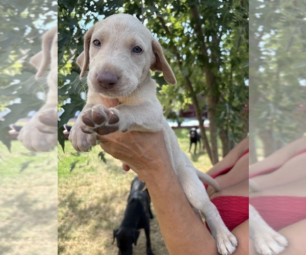 Medium Photo #8 Labrador Retriever Puppy For Sale in LEASBURG, MO, USA