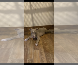 Medium American Bully