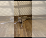 Puppy Conner American Bully