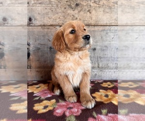 Golden Retriever Puppy for sale in VERMONTVILLE, MI, USA