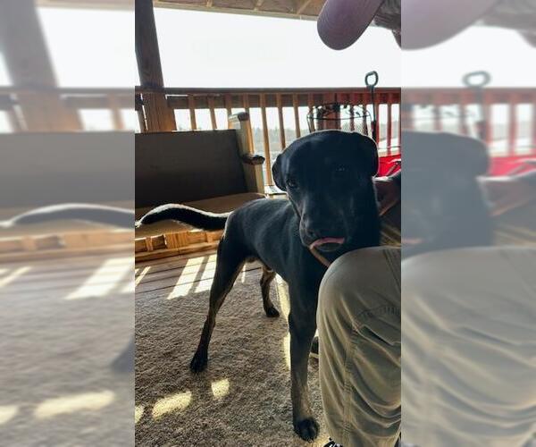 Medium Photo #8 Labrador Retriever-Unknown Mix Puppy For Sale in Holly Springs, NC, USA
