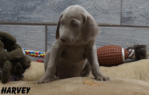 Medium Photo #1 Weimaraner Puppy For Sale in OGDEN, UT, USA