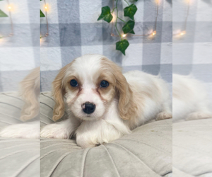 Cavachon Puppy for sale in MARIETTA, GA, USA