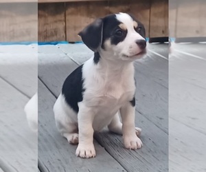 Chihuahua-Taco Terrier Mix Puppy for sale in MC KEES ROCKS, PA, USA