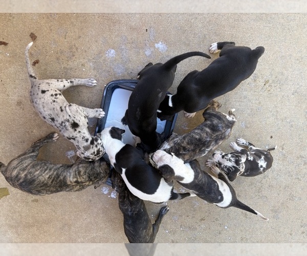 Medium Photo #5 Great Dane Puppy For Sale in CLANTON, AL, USA