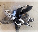 Litter of 12 - Male(s) and Female(s) Great DaneLitter of Puppies for Sale - Photo #5