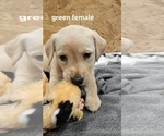 Small Photo #9 Labrador Retriever Puppy For Sale in ROSE HILL, KS, USA