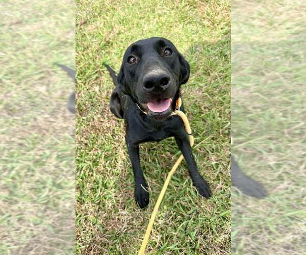 Medium Photo #4 Labrador Retriever-Unknown Mix Puppy For Sale in Abbeville, LA, USA