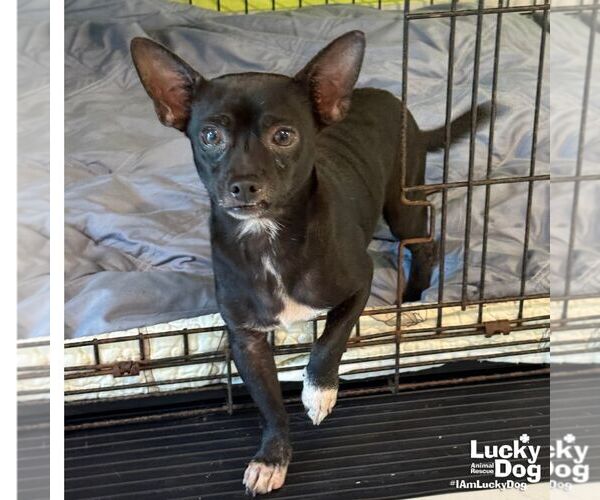 Medium Photo #4 Chihuahua-Unknown Mix Puppy For Sale in Washington, DC, USA