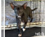 Small #3 Chihuahua Mix