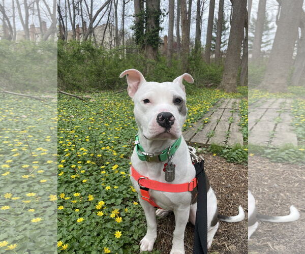 Medium Photo #16 American Pit Bull Terrier Puppy For Sale in Alexandria, VA, USA