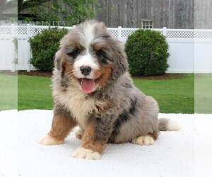 Bernedoodle (Miniature) Puppy for Sale in NARVON, Pennsylvania USA