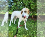 Small #3 Great Pyrenees Mix