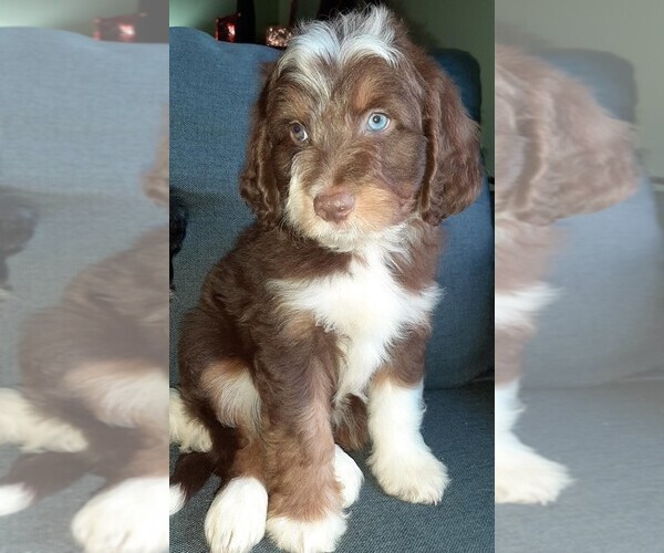 Medium Photo #7 Aussie-Poo-Aussiedoodle Mix Puppy For Sale in ANNISTON, AL, USA