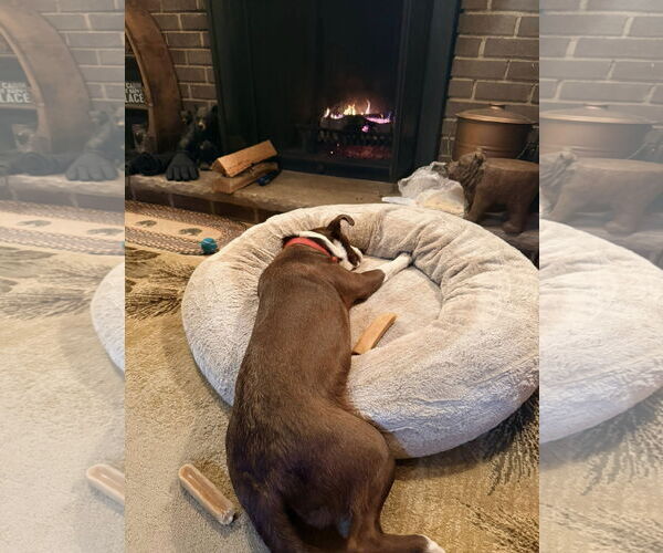 Medium Photo #15 Collie-Unknown Mix Puppy For Sale in Mount Laurel, NJ, USA