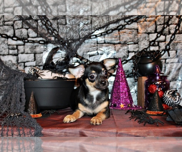 Medium Photo #48 Chihuahua Puppy For Sale in CHARLESTON, AR, USA
