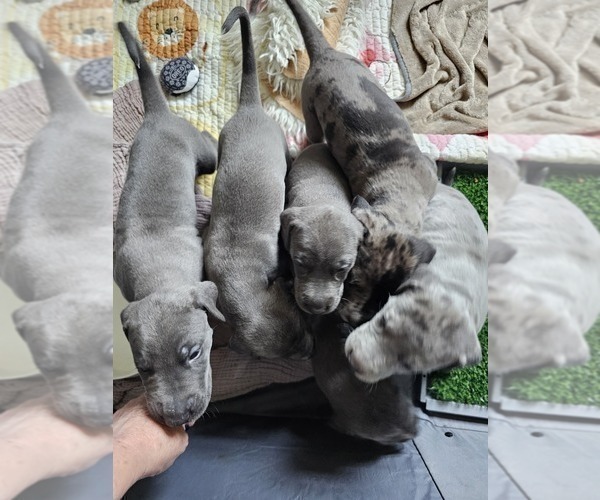 Medium Photo #5 Irish Dane Puppy For Sale in SPRINGFIELD, MO, USA