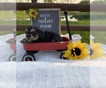 Small #1 Aussiedoodle Miniature 