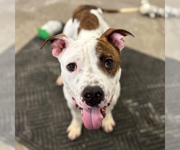 Medium Photo #8 Mutt Puppy For Sale in Minneapolis, MN, USA