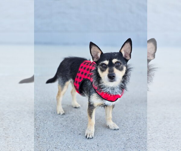 Medium Photo #3 Chihuahua-Unknown Mix Puppy For Sale in Sandy, UT, USA