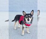 Small #2 Chihuahua Mix